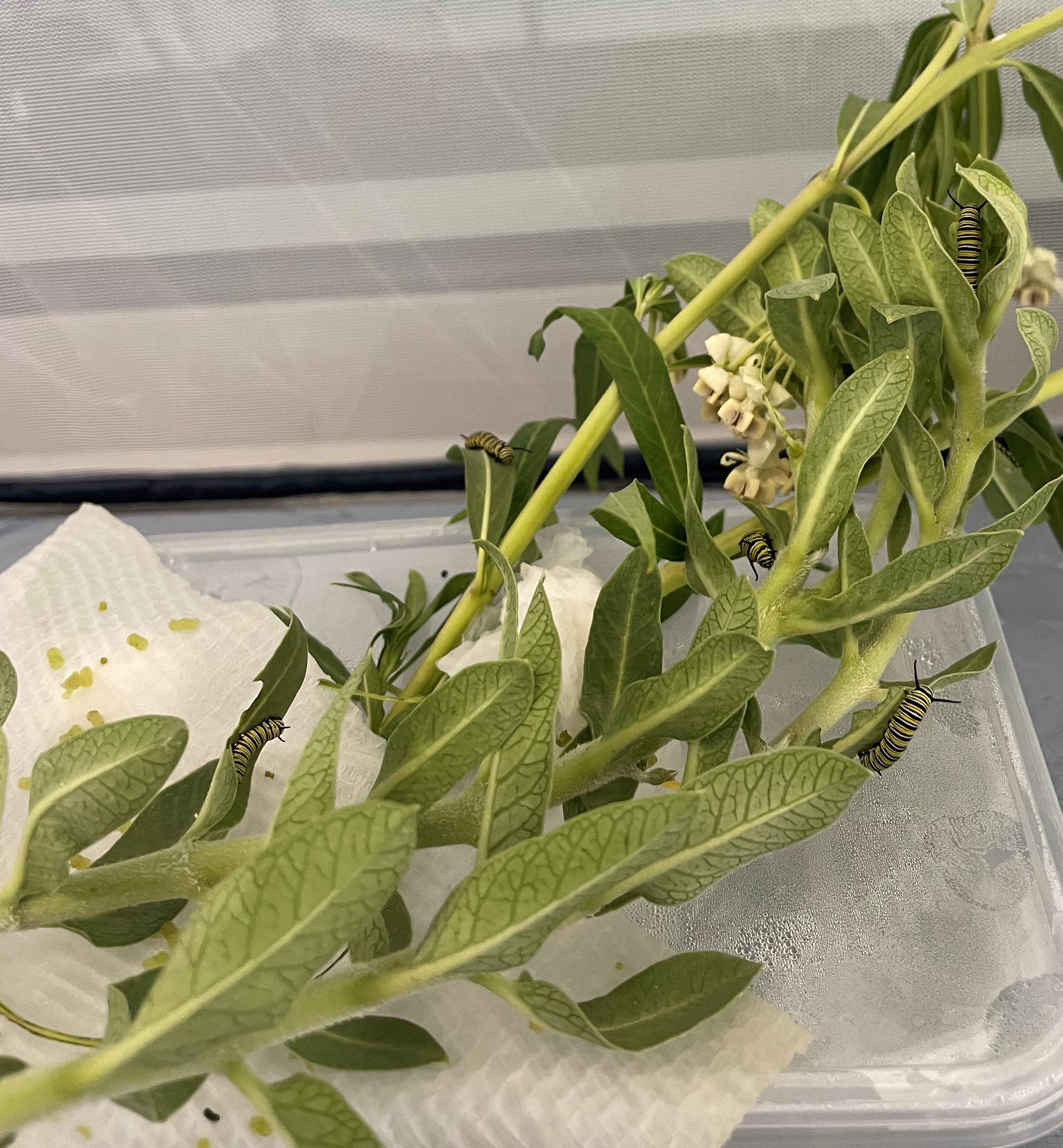 /uploaded_files/media/gallery/1678929680caterpillars 2.jpg